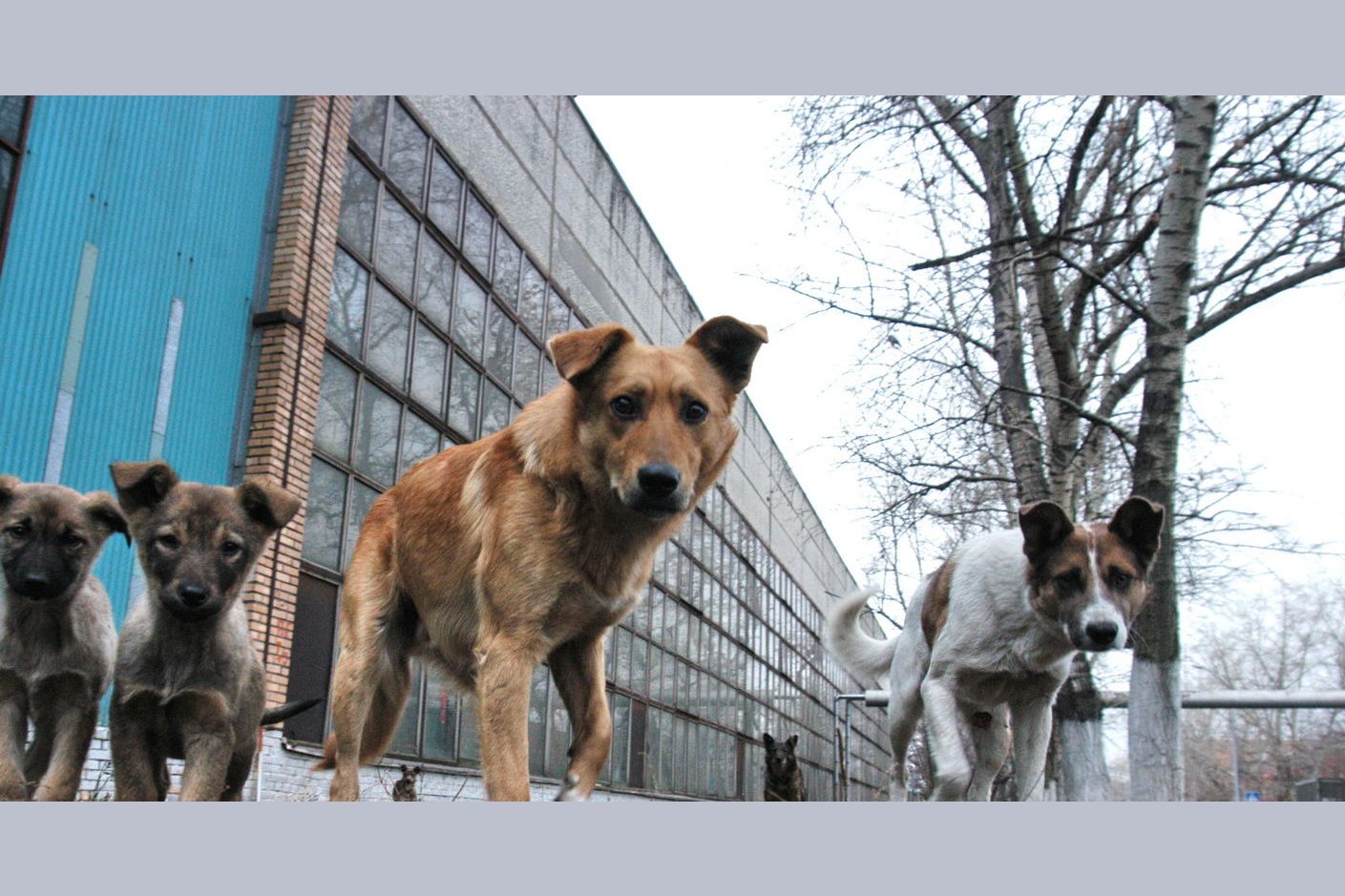 Фото бездомные собаки в городе