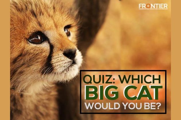 Which Big Cat Would You Be?