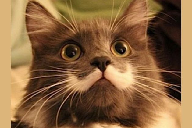 Which Exotic Cat Breed Are You