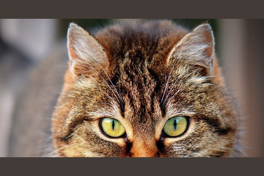 What Type of Cat Are You?