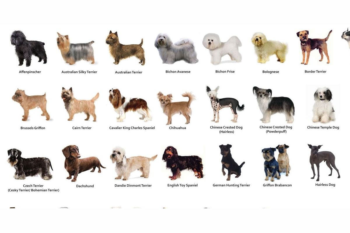 Породы коротконогих собак с фотографиями и названиями