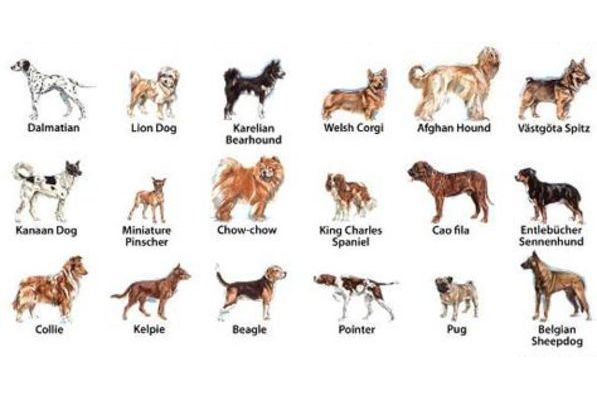 can-you-guess-the-breed