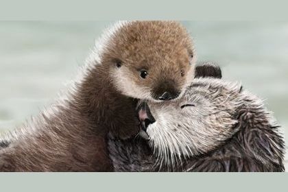 5 reasons you 'otter' fall in love with sea otters!