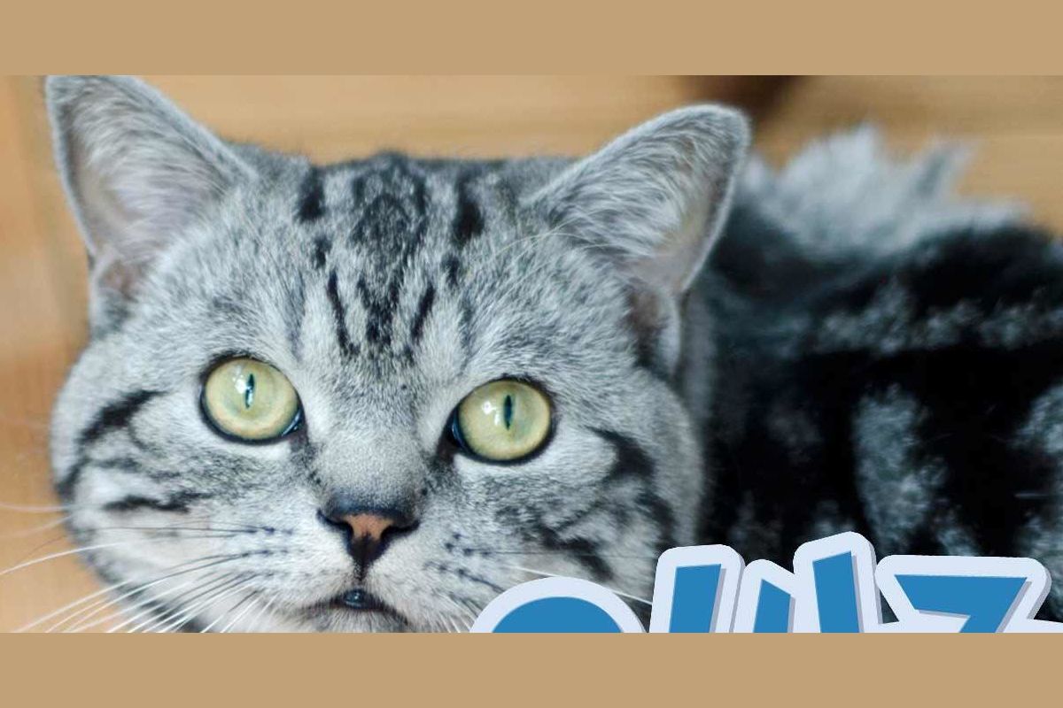 Asthma bei Katzen