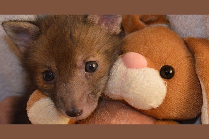 This Rescued Baby Fox Loves His New Best Friend - A Stuffed Toy!