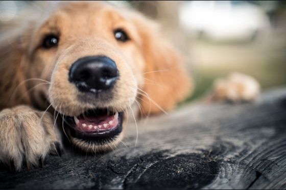 30 Shelter Dogs Up For Adoption