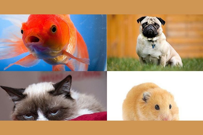 Which pet should you really have?
