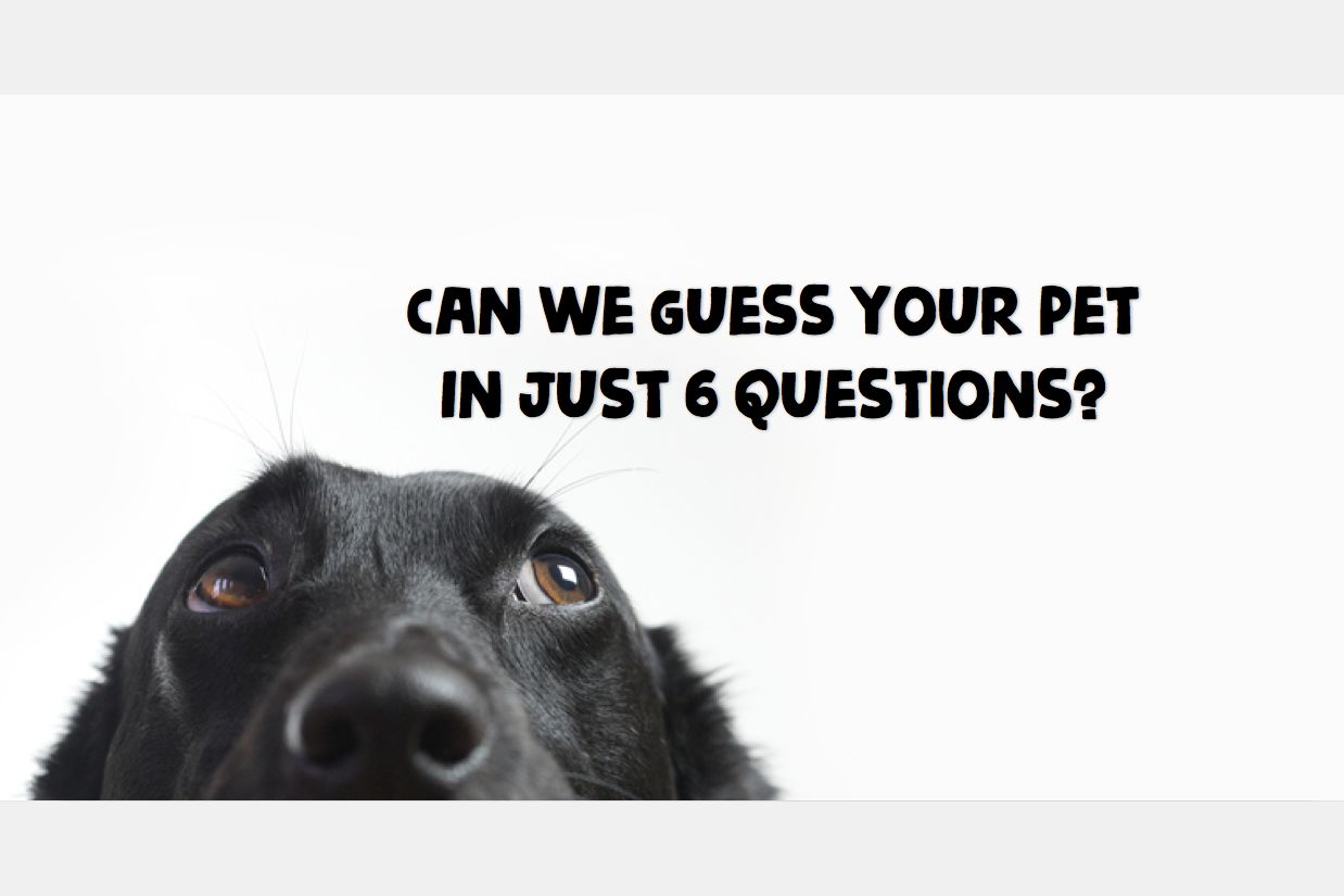 Can We Guess Your Pet In Just Six Questions?