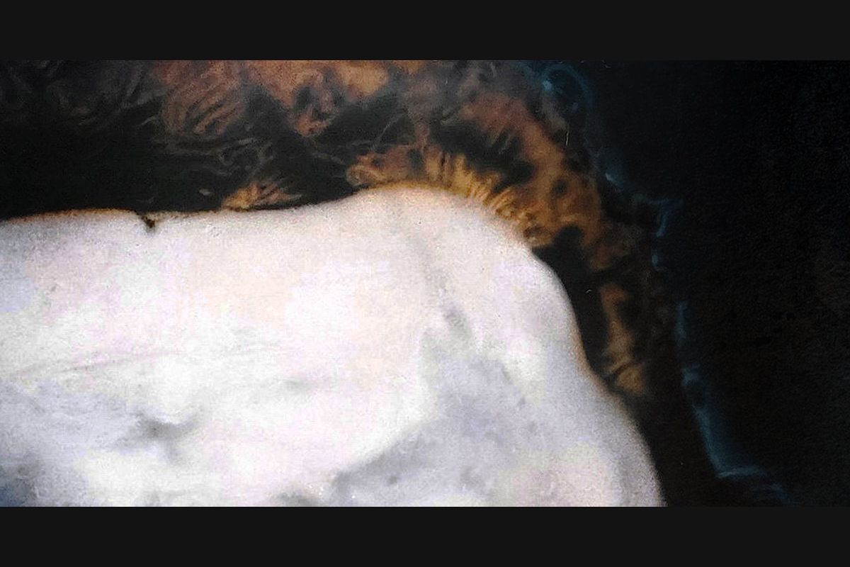 How Well Do You Know The Halloween Series?