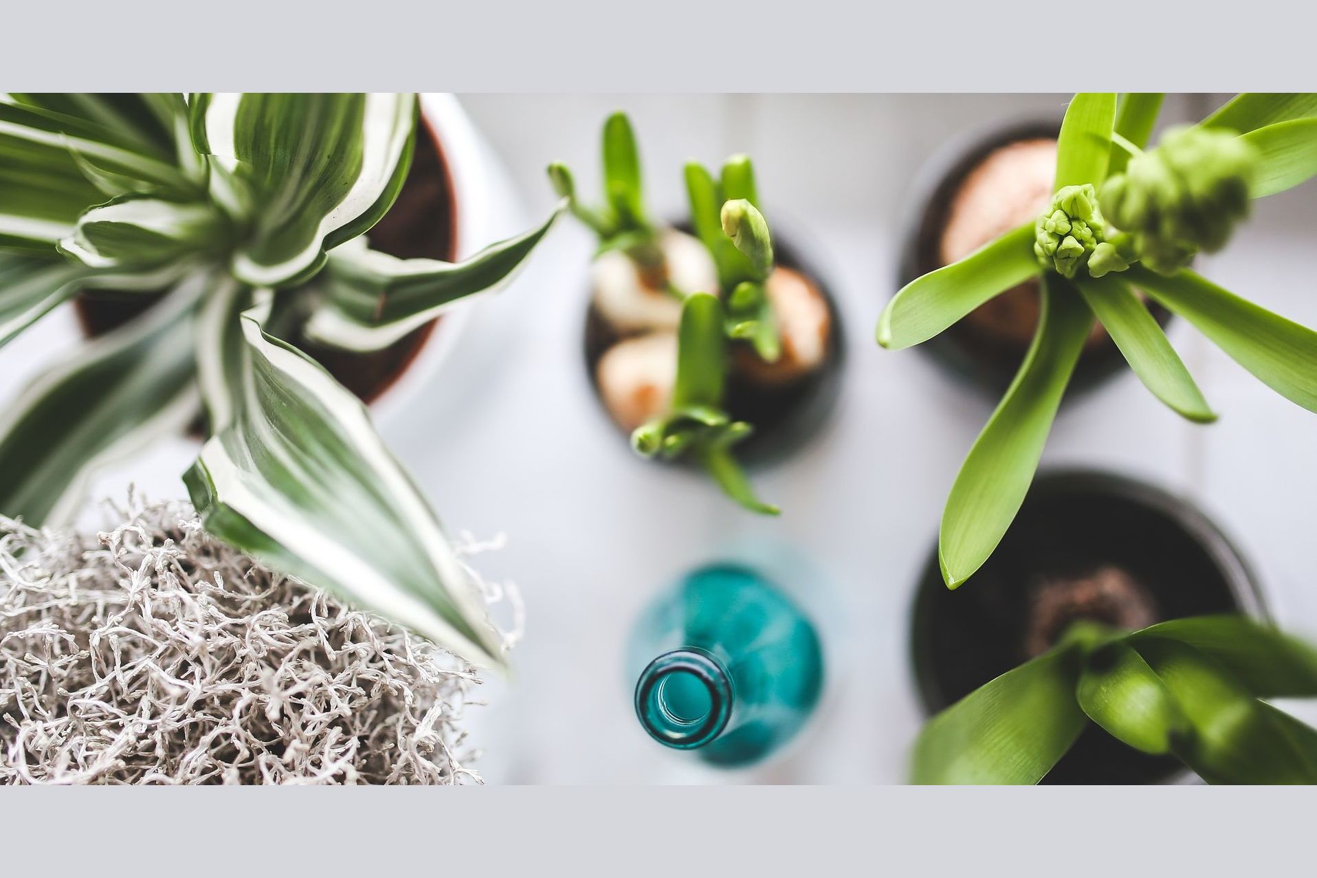 Welche Grünpflanze passt zu dir?