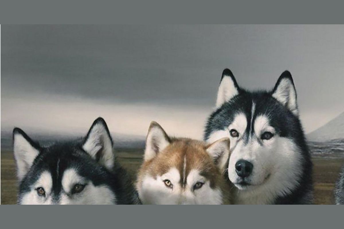 What color Siberian Husky are you?