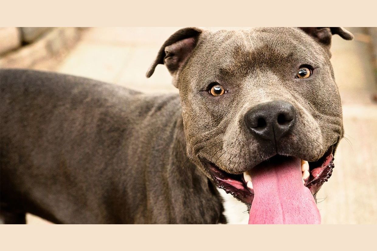 Is The City Of Montreal Right To Ban Pit Bulls   F4085ea2 3b1e 460e A610 9fdad8b856b8 