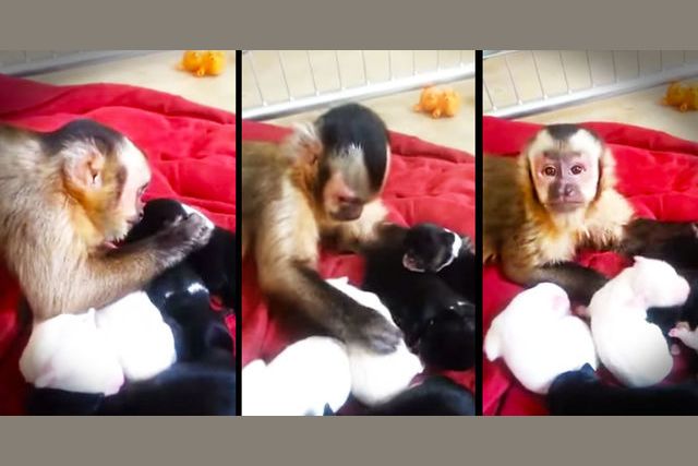 monkeys dating monkeys dating