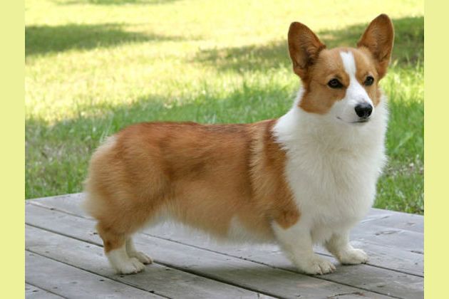 Corgi best sale intelligence ranking
