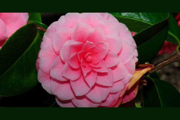 The benefits of Camellia Oil and the reasons it is so important for