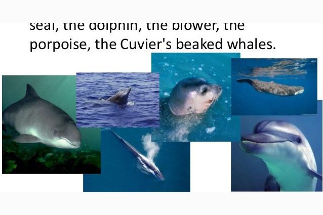 Which aquatic mammal are you?