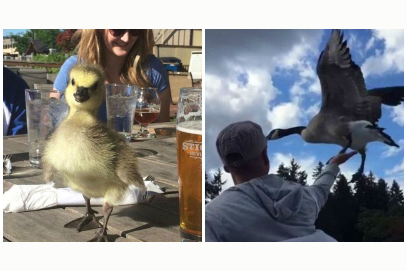 Do You Want A Pet Goose?