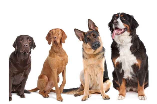 What dog am i playbuzz best sale