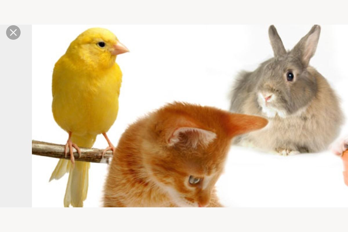 Find the perfect pet