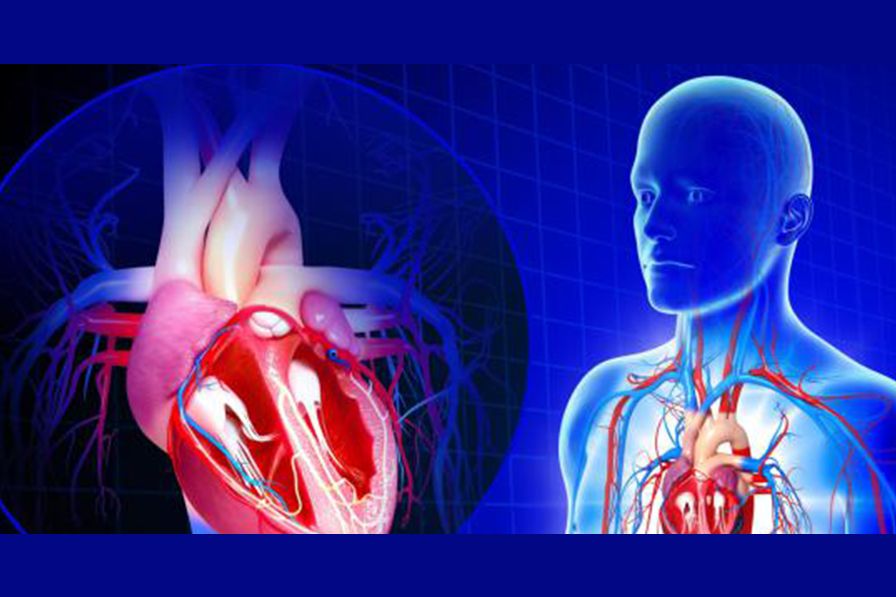 Interesting facts about the cardiovascular system.