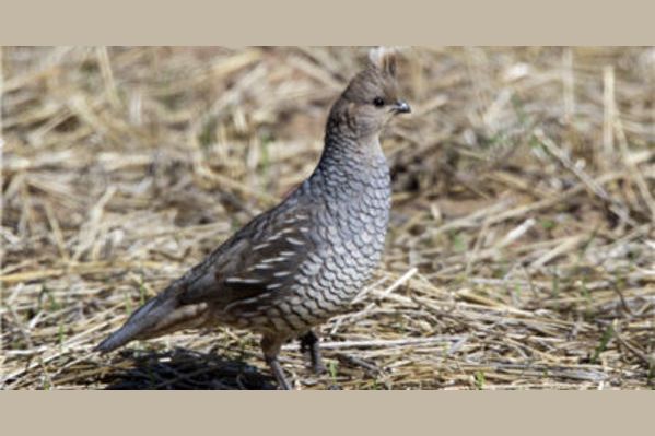 how-well-do-you-know-your-upland-game-birds