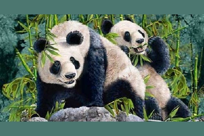 Pandas Just Got More Mysterious Inside Their Hidden House