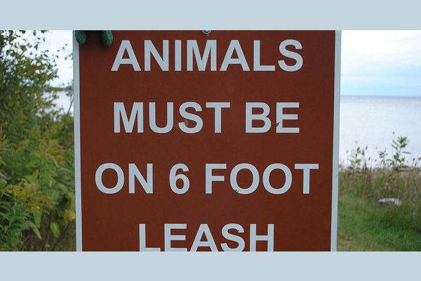 dog-leash-laws