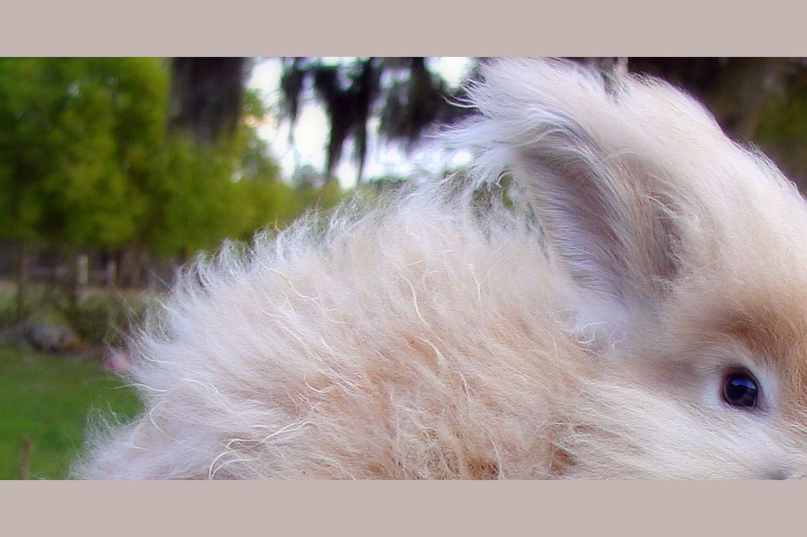 Should we keep using Angora rabbit fur for clothing?