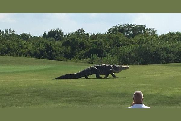 Is The Viral Video Of The Massive Gator On A Florida Golf Course Real Or Fake