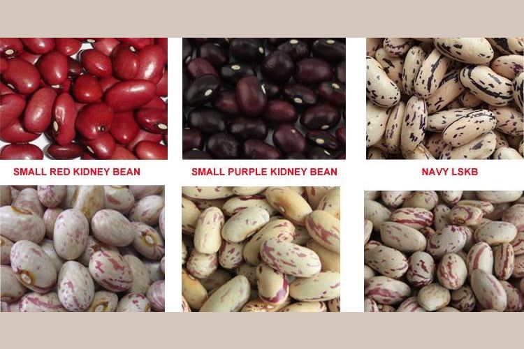 what bean are you?