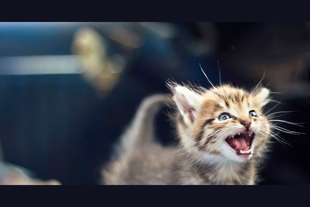 Мяуканье кошки аудио слушать. Котенок мяукает. Котенок рычит. Маленькие котята мяукают. Котенок шипит.