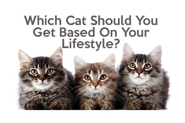 Which Cat Should Be Yours Based On Your Lifestyle?