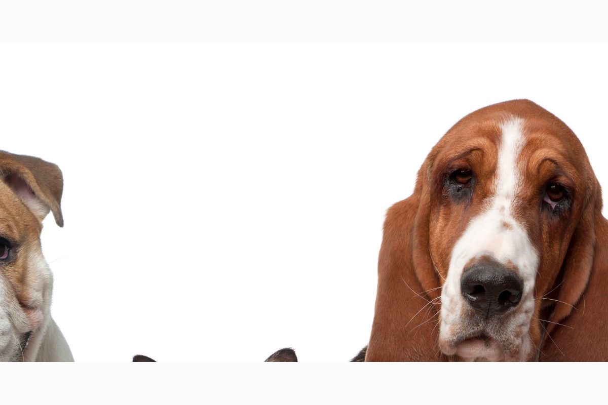 what pet should you get