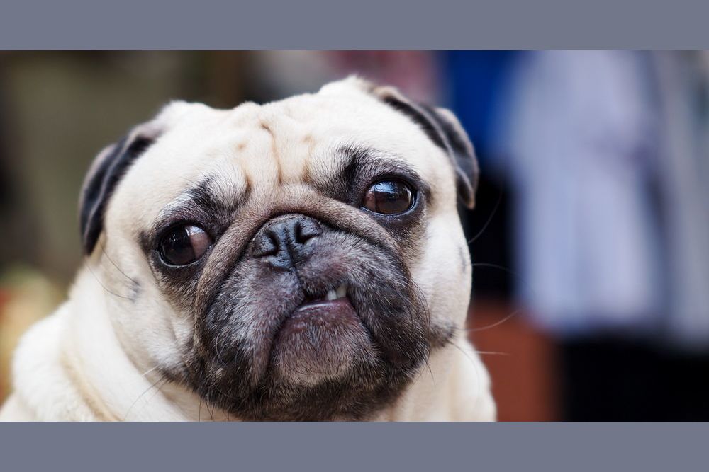 Should I Buy A Puppy From The Pet Store?