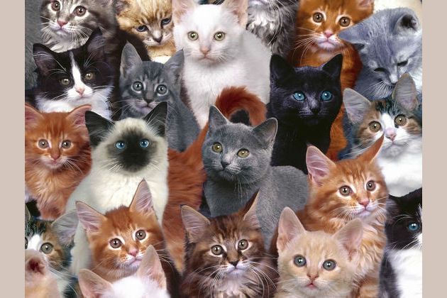 Which Cat Breed Matches Your Personality