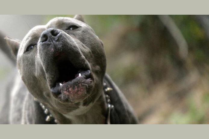 should-pit-bulls-be-banned-in-south-florida