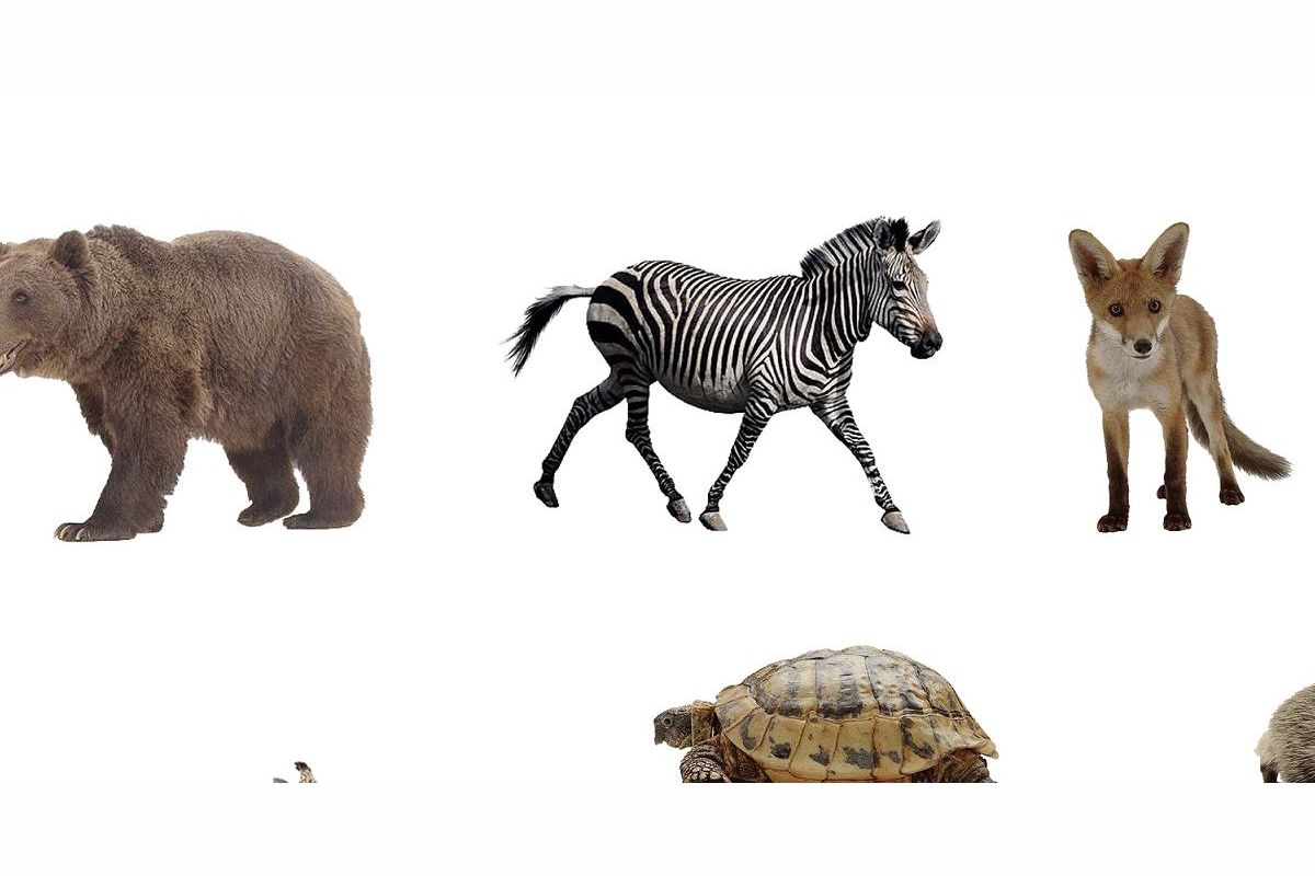 How well do you know animals?