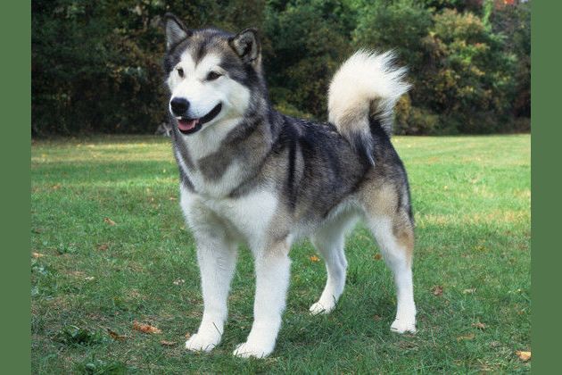 what dog breed are you based on your personality