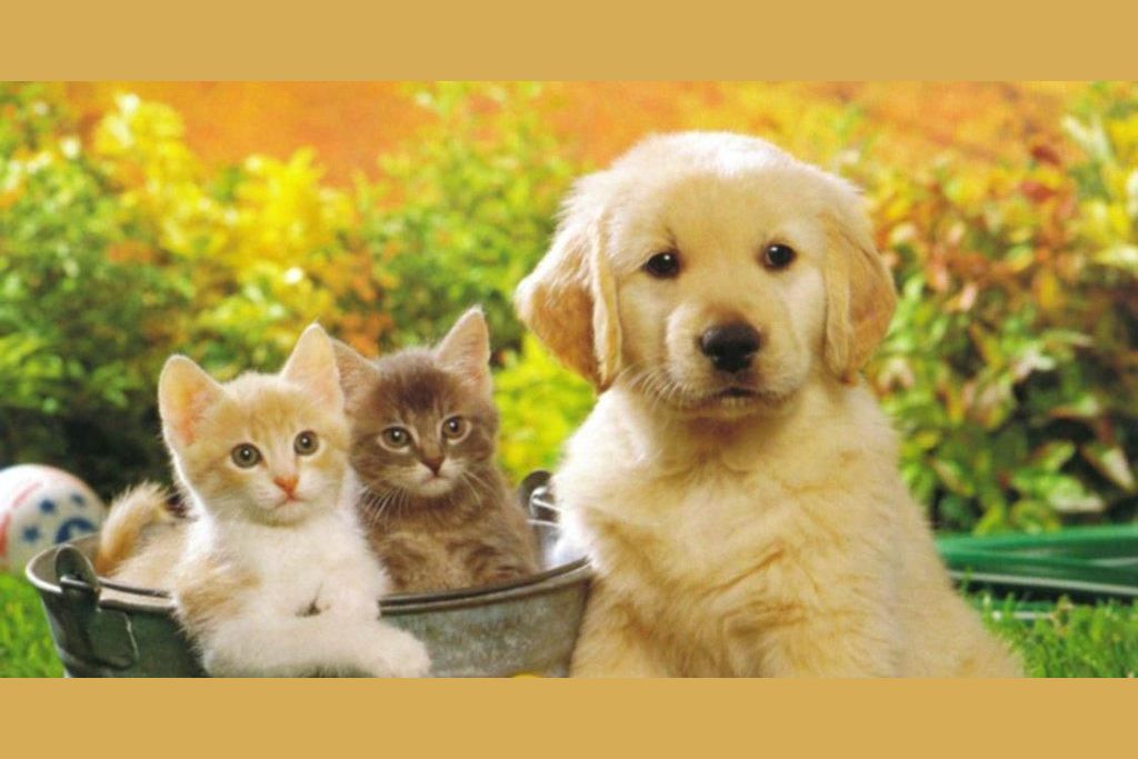 What Pet Should You Get?