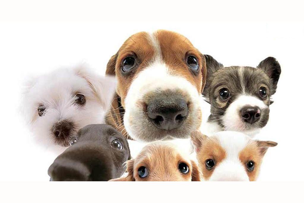 What Dog Breed Are You Compatible With?