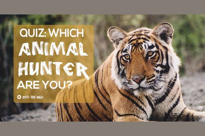 Which Animal Hunter Are You?