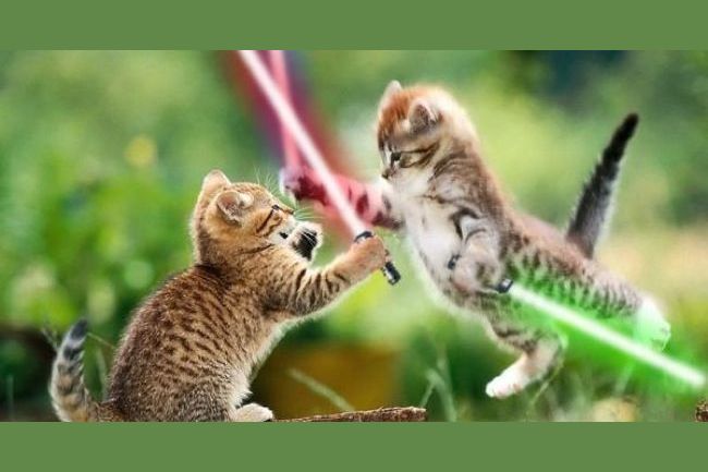 Which Star Wars Cat Are You?