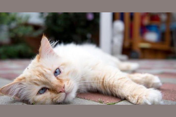  Foto zu Katzensteuer 