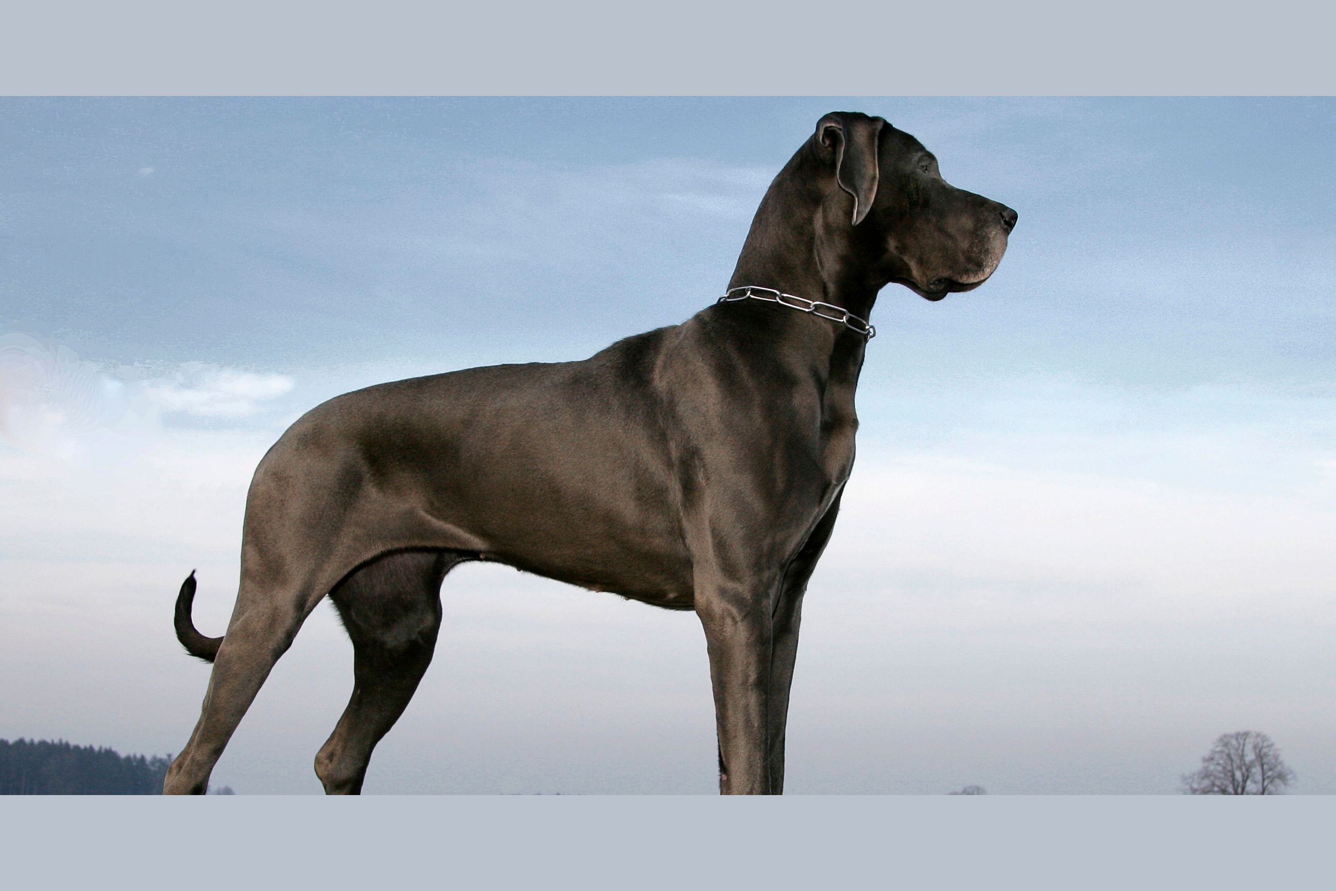 Quizzes, Personality Quiz, Quiz, Animals, big, breeds, dogs, large, great d...