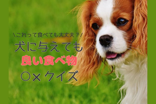 犬が食べても大丈夫 食べ物 クイズ