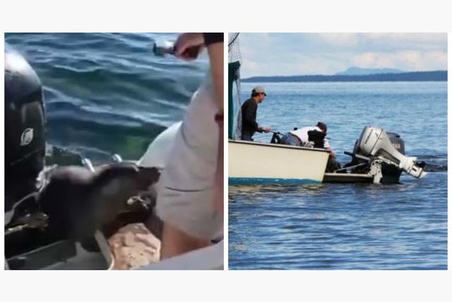 This Seal Hitchhiked With A Tour Boat To Escape Killer Whales!