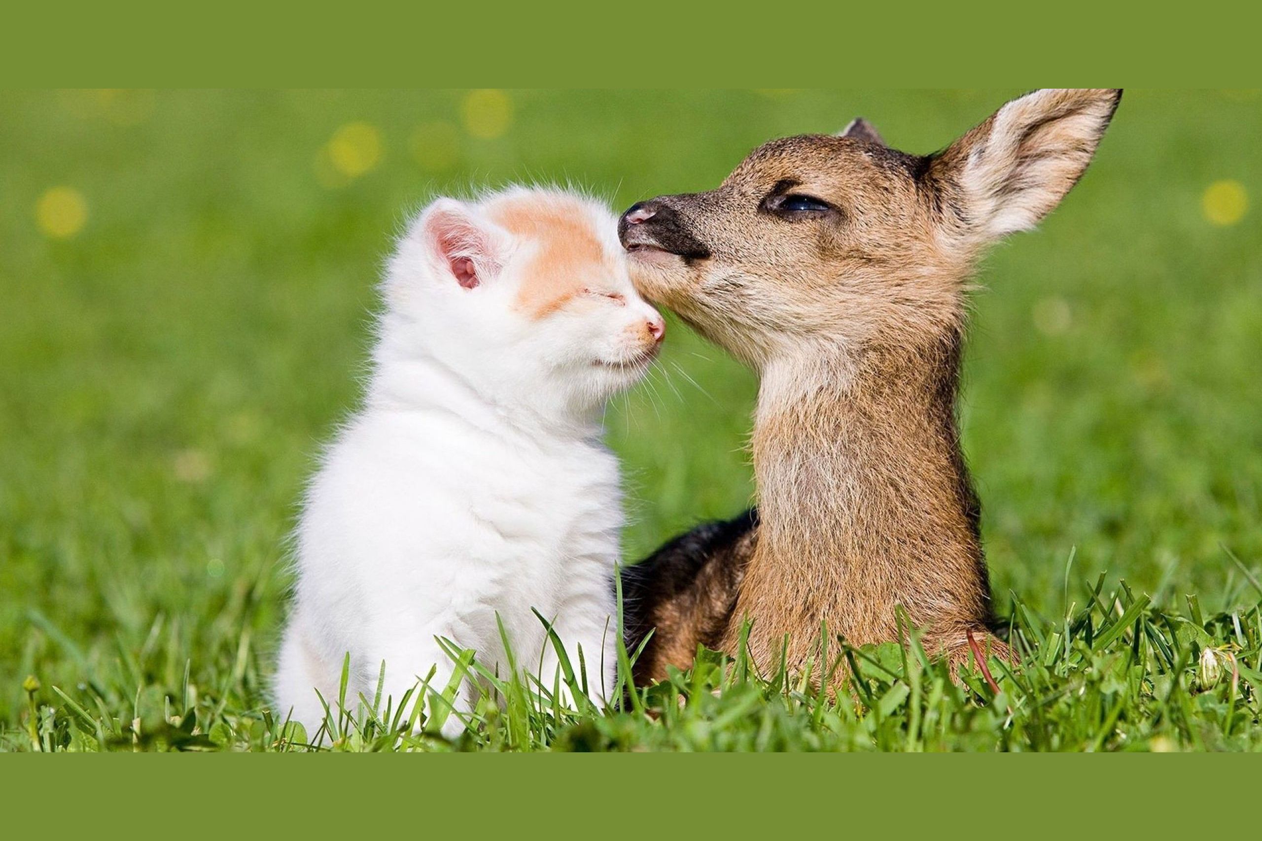 Which Quirky Animal Couple Are You and Your Partner?