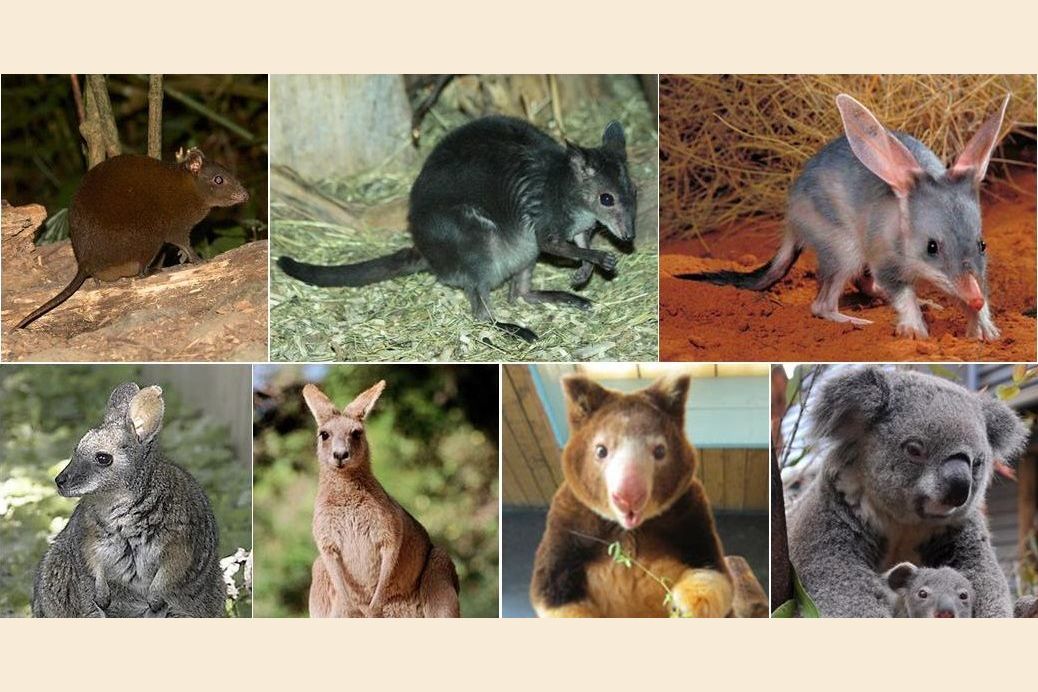 What Marsupial Is Your Spirit Animal?