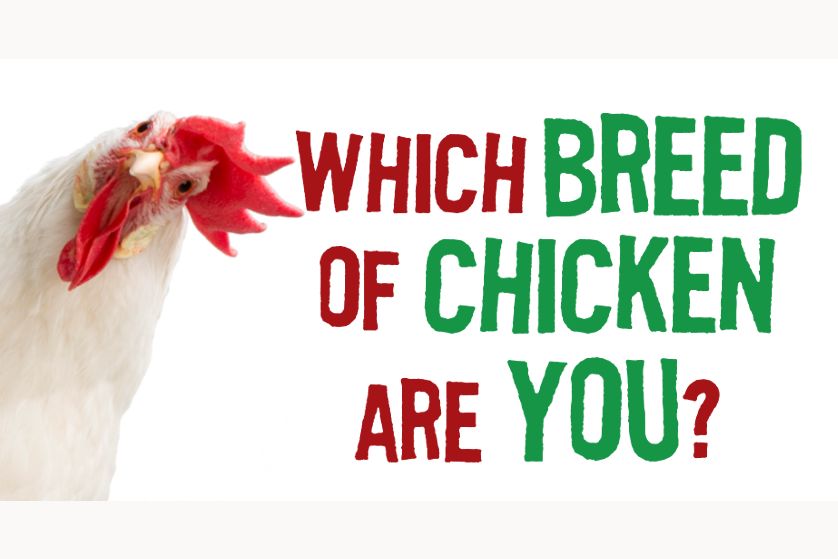 what-chicken-are-you