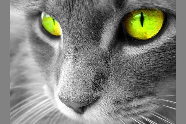 What Warrior Cat Are You
